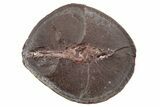 Fossil Shark (Palaeoxyris) Egg Case (Pos/Neg) - Mazon Creek #269702-3